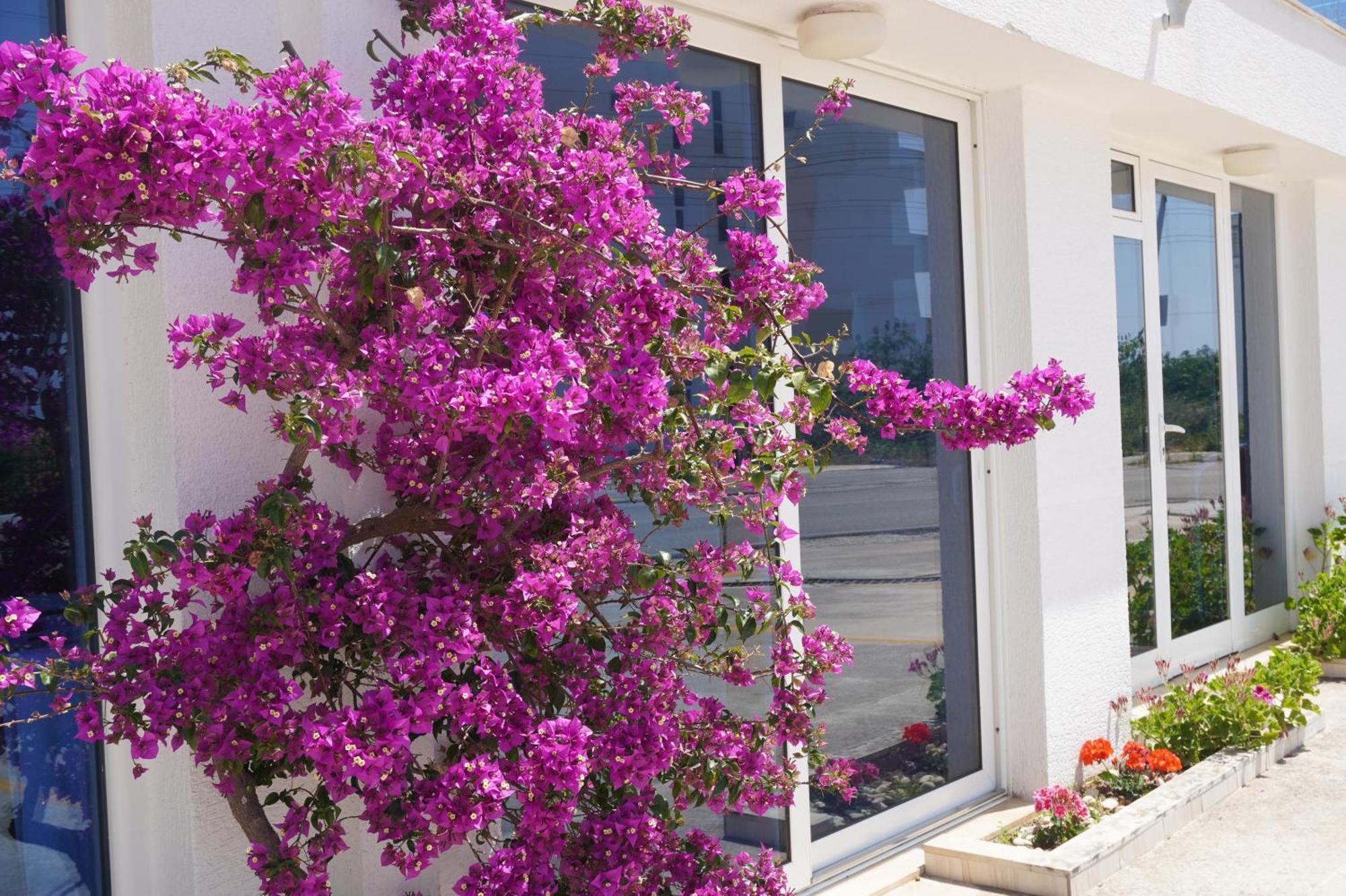 Hotel Agel Sarandë Eksteriør billede